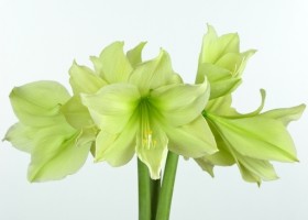 hippeastrum Lemon Lime (1)